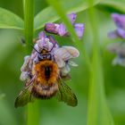 Lecker Blüten!