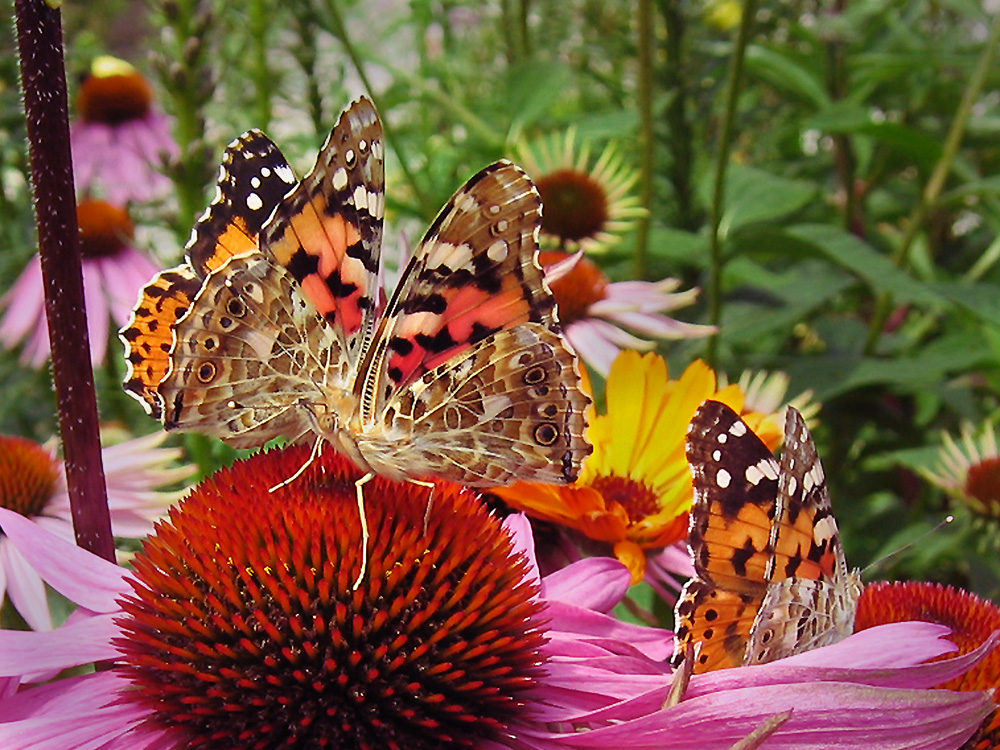 Lecker Blüten