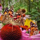 Lecker Blüten