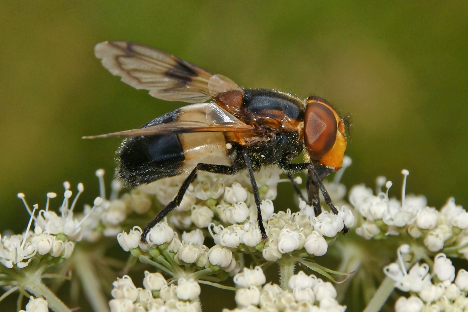 Lecker Blütenstaub