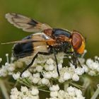 Lecker Blütenstaub