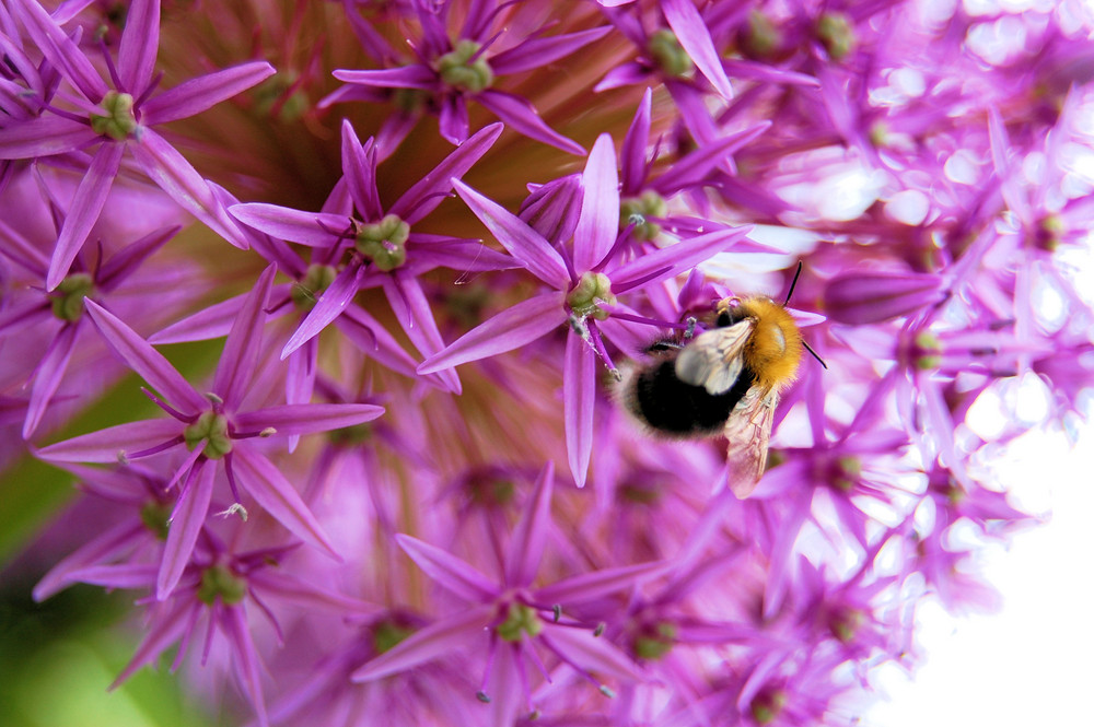 Lecker, Blume!