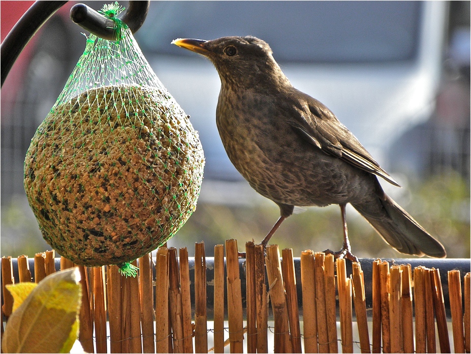 Lecker Bollen