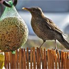 Lecker Bollen