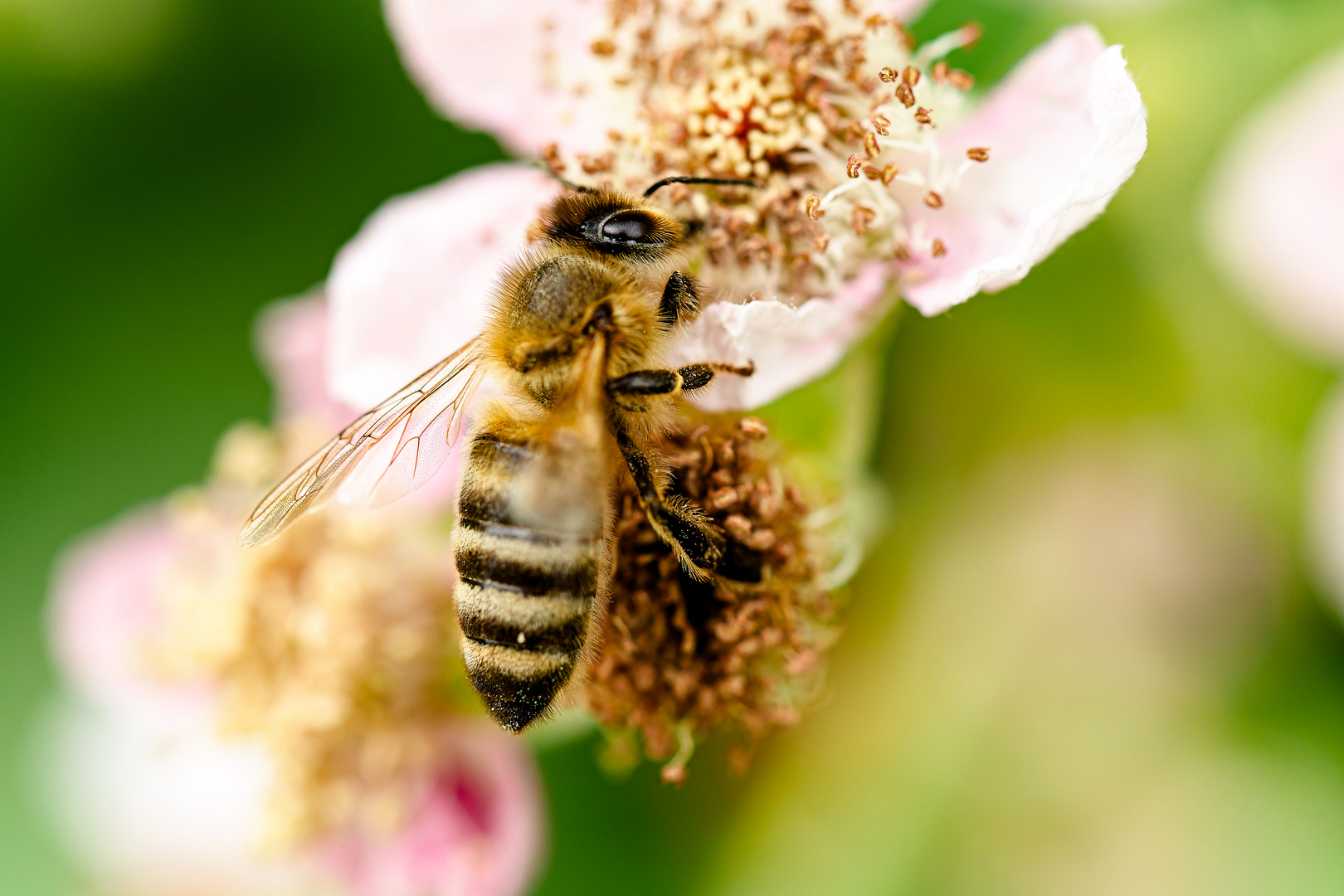 Lecker Brombeere