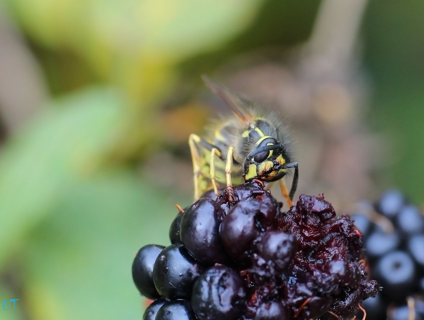 lecker Brombeere