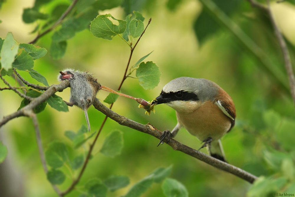 Lecker...