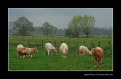 Lecker, das frische Gras