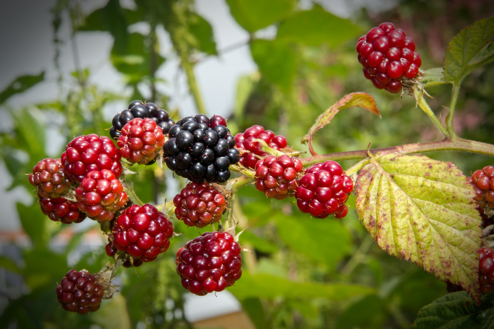 Lecker Die Brombeeren Werden Reif Foto Bild Pflanzen