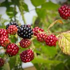 Lecker, die Brombeeren werden reif ......