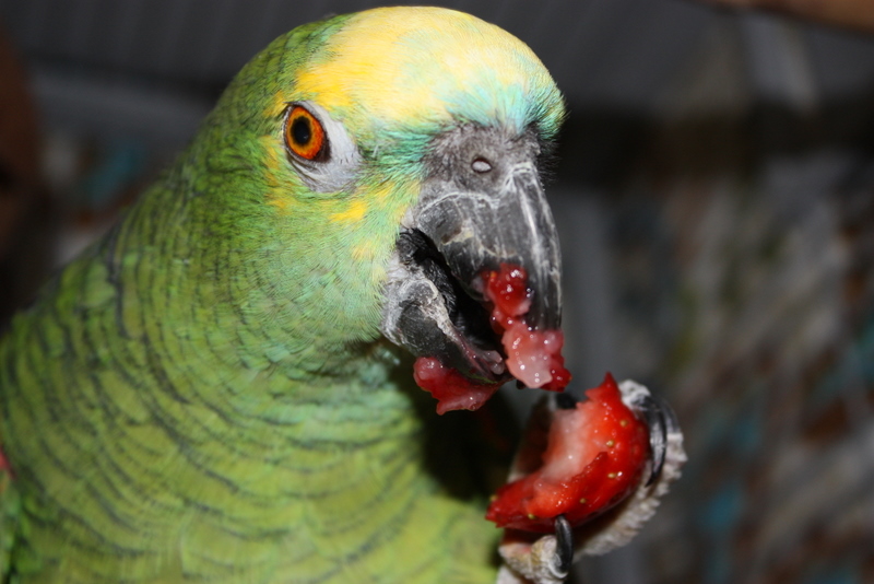 Lecker die ersten Erdbeeren...