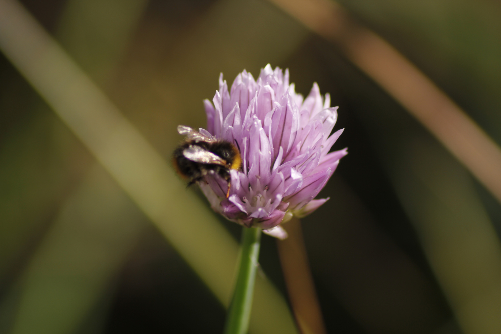 Lecker die Schnittlauchblüte