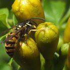 Lecker diese Saftbar der Trompetenblume