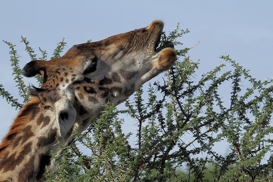 Lecker, diese stachlige Giraffenmahlzeit!