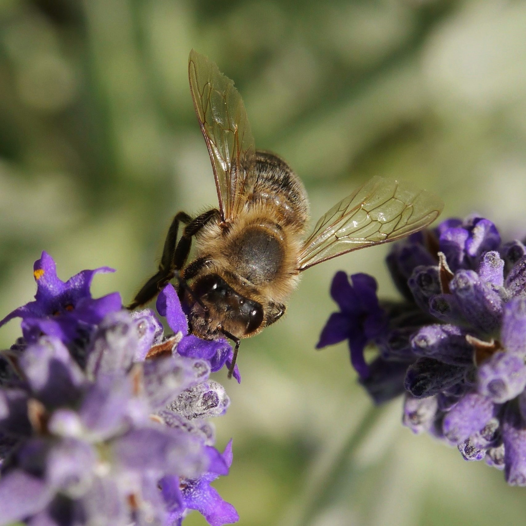 Lecker, dieser Lavendel