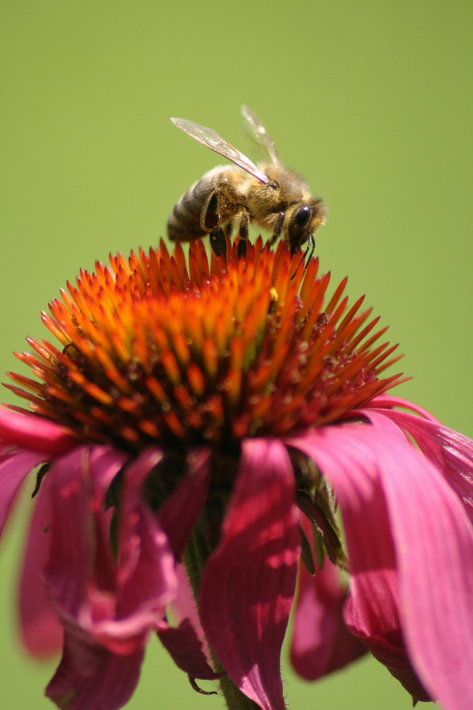 "Lecker Echinacea!"