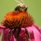 "Lecker Echinacea!"