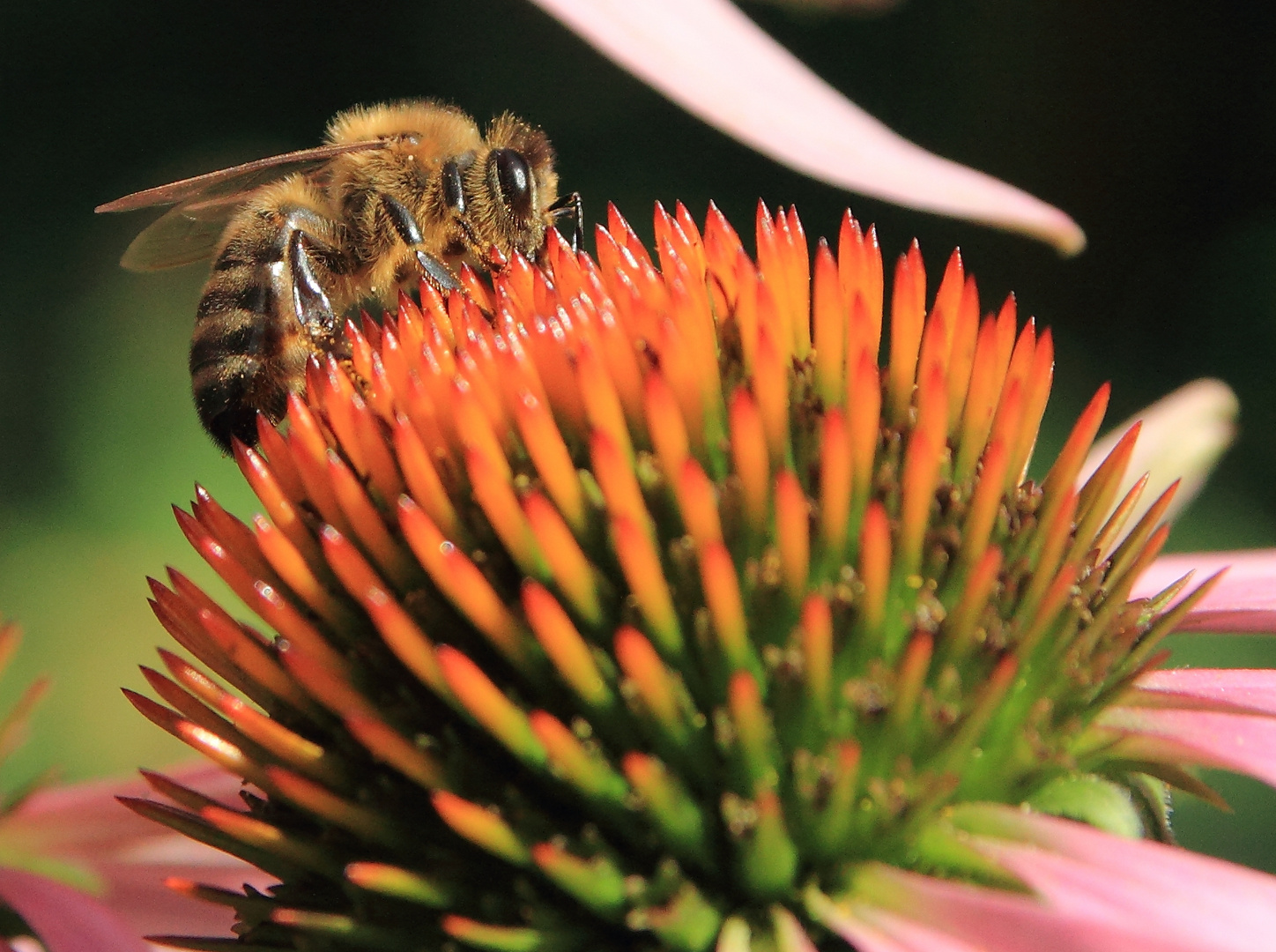 Lecker Echinacea