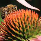 Lecker Echinacea