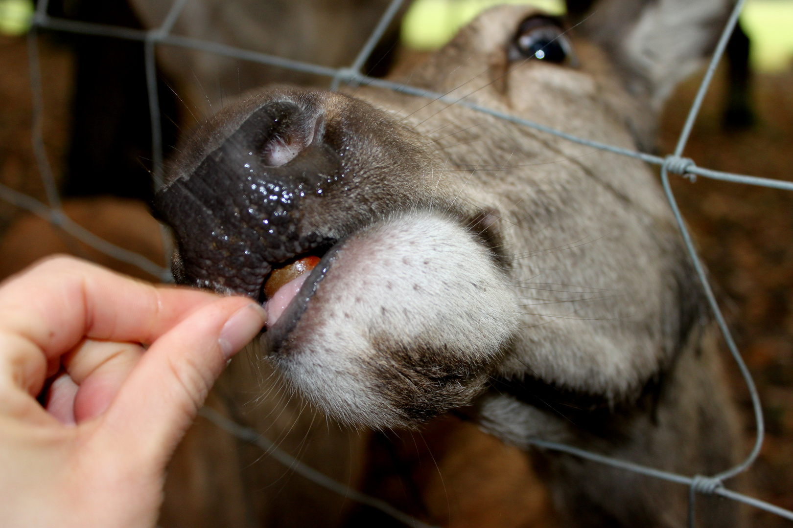 Lecker Eicheln!