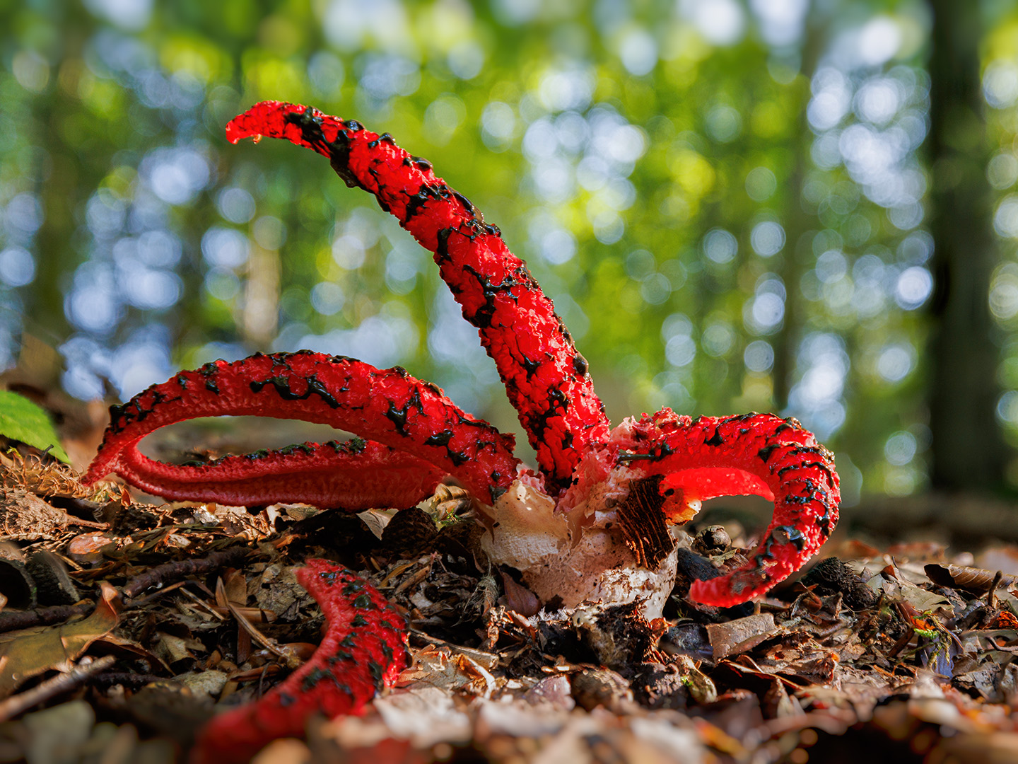 Lecker. Ein Tintenfischpilz ( Clathrus archeri )