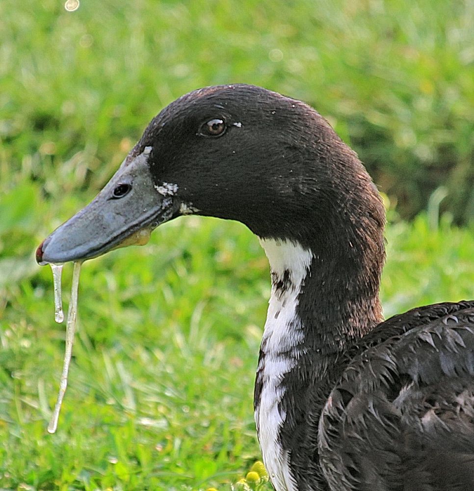 "lecker" Ente