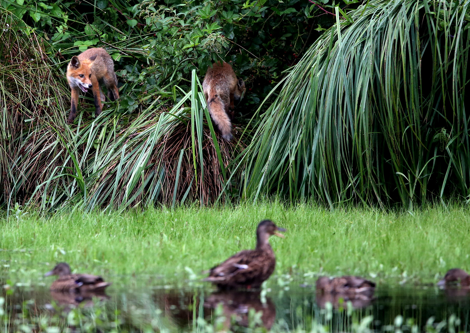 lecker Ente