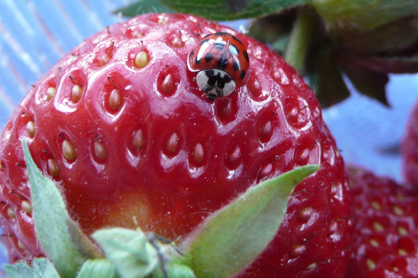 Lecker Erdbeere