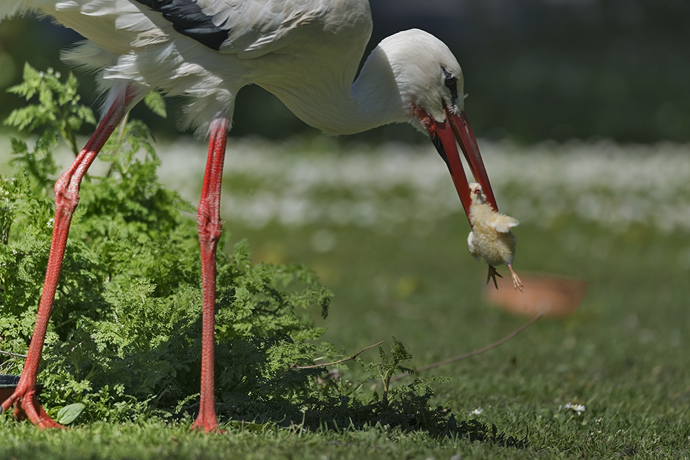 lecker Feiertagshappen