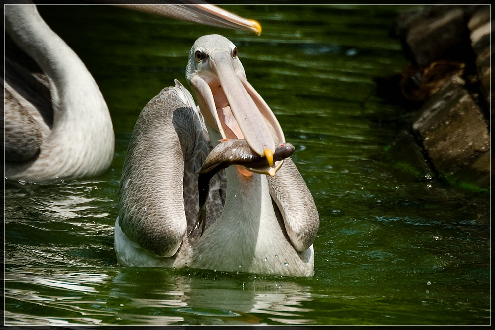 Lecker Fisch