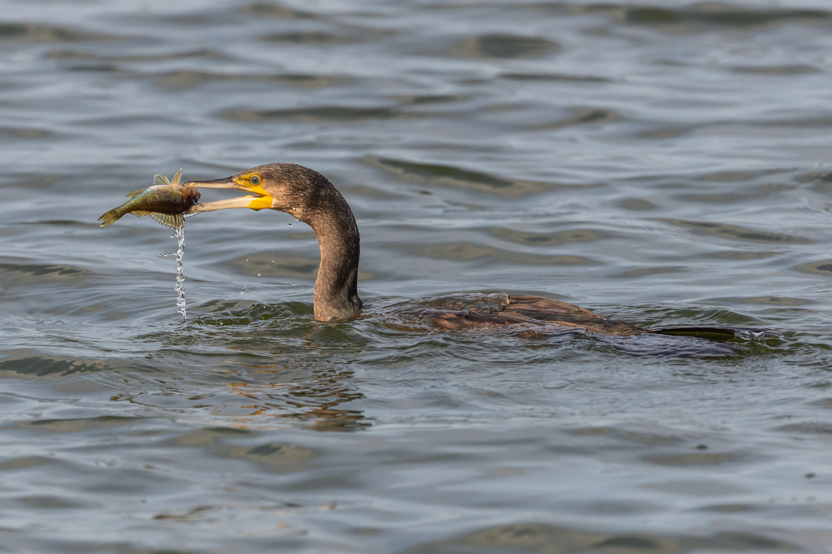 Lecker Fisch