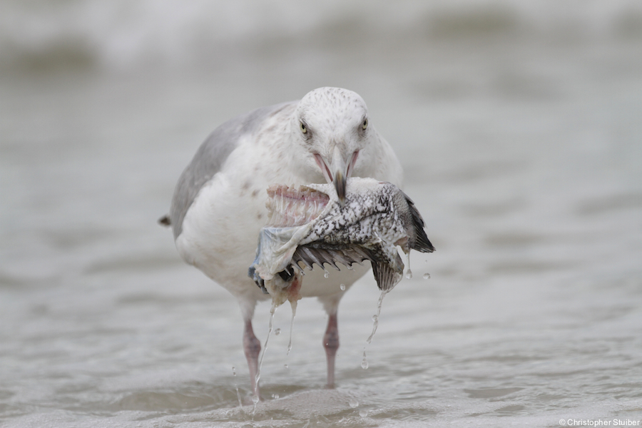 Lecker Fisch