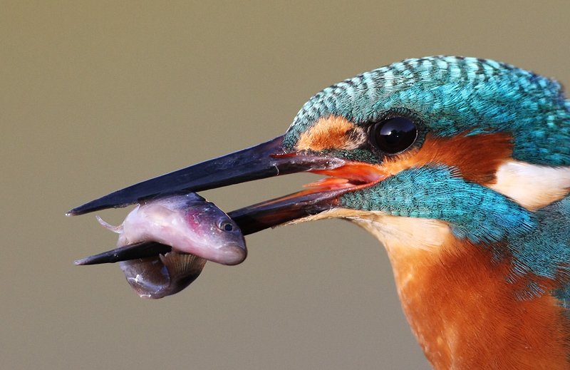 lecker Fisch zum Frühstück