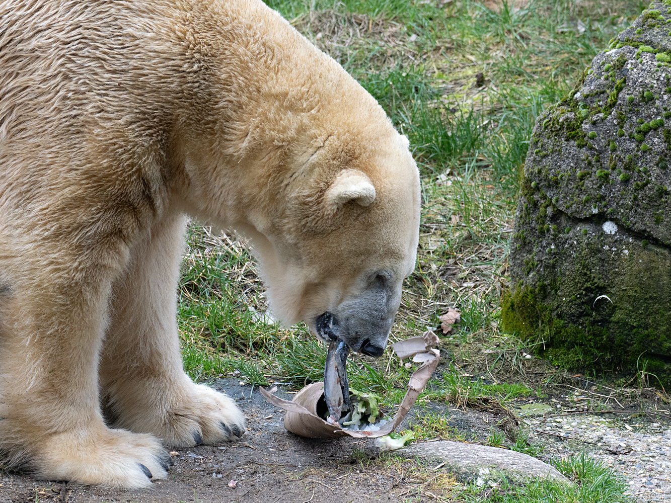 Lecker Fischtüte, Eisbär Kap...