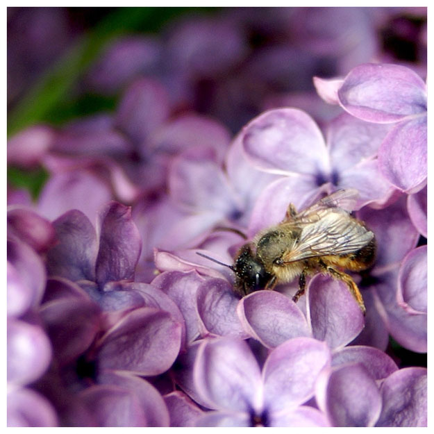 lecker Fliederhonig in Produktion