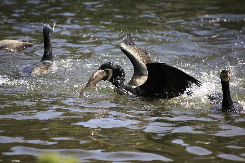 Lecker, Frisch-Fisch