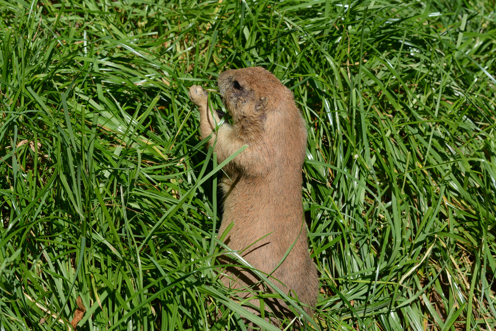 lecker, frisches Gras