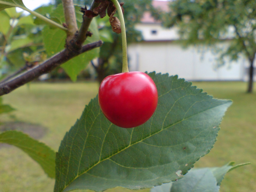 lecker Früchtchen