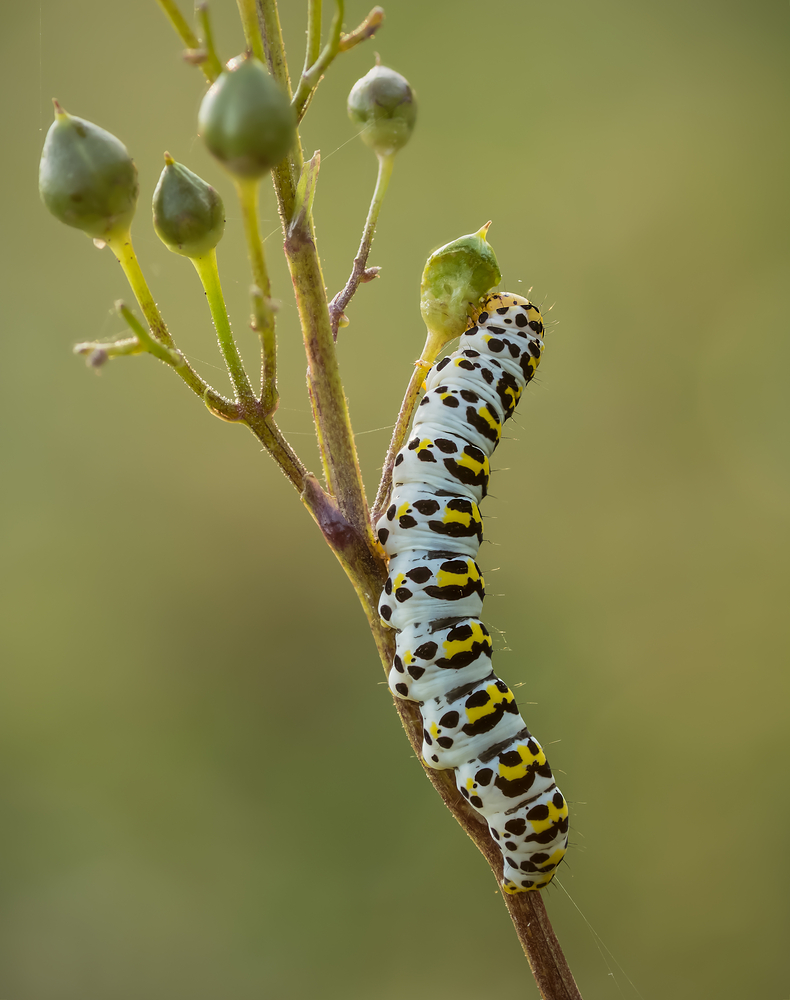 Lecker Früchte