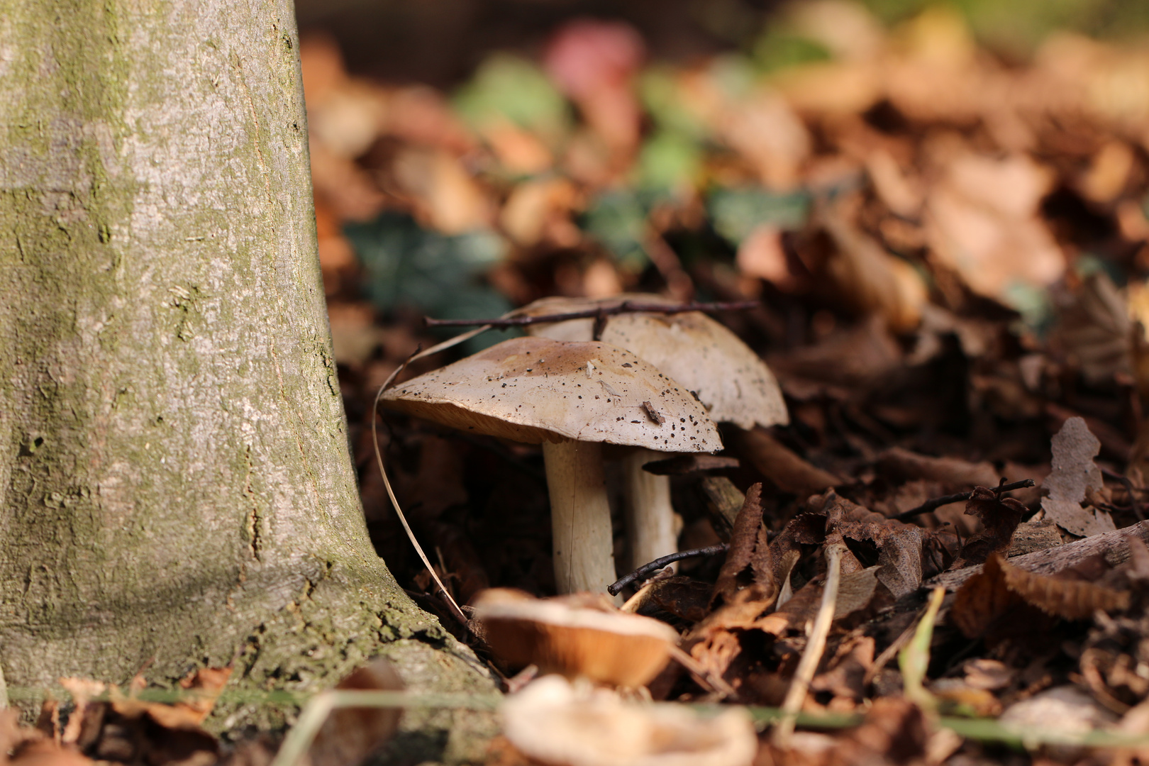 Lecker Fungi