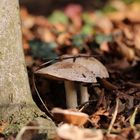 Lecker Fungi