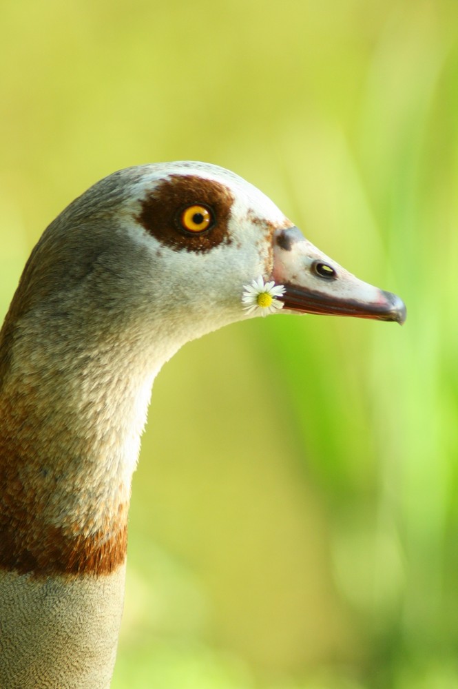 lecker Gänseblümchen