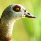 lecker Gänseblümchen