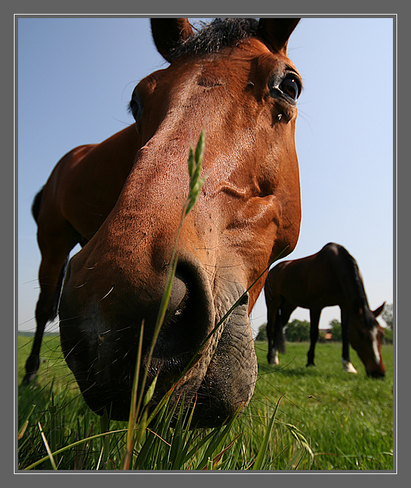 -- lecker Grashalm --