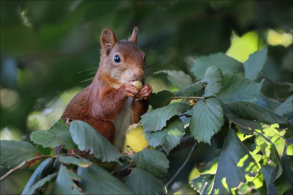 Lecker Haselnuss