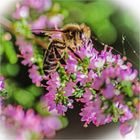 Lecker Heideblüten ! :-))