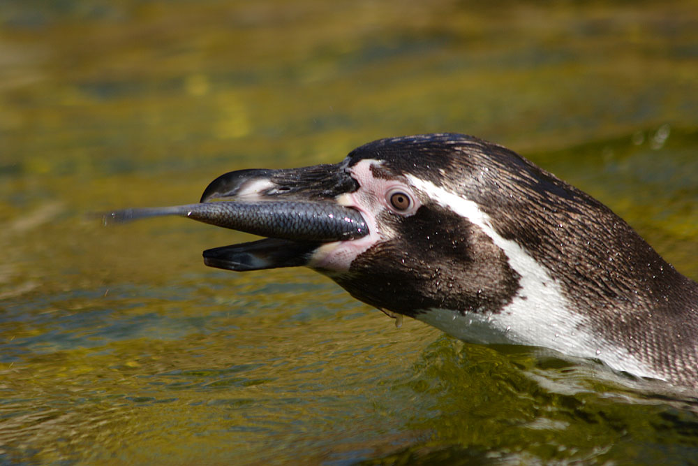 Lecker Hering - Humboldt-Pinguin