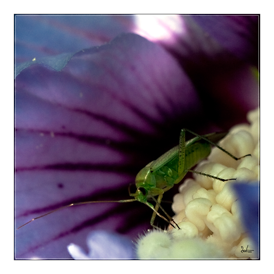 Lecker Hibiskus