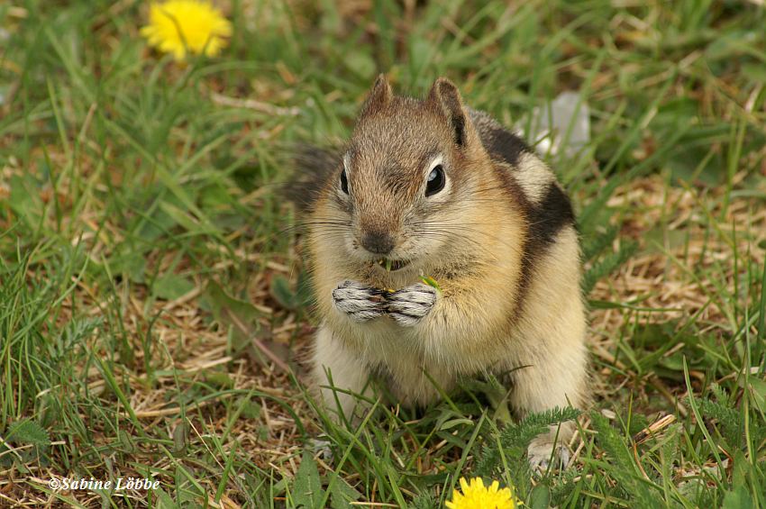 Lecker, hier gibt es Löwenzahnblüten!