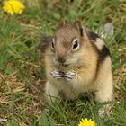 Lecker, hier gibt es Löwenzahnblüten!